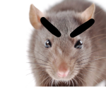 The rats of hell