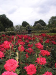 The Garden Of Roses.