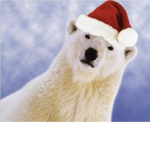 polar bear pod