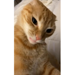 Epik Kitty Cats