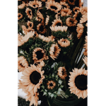 Aesthetic Sunflower Loves