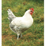 Da chicken nation