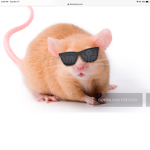 Rats should take over the world