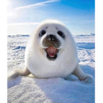 Salvador is a seal