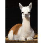 les _lamas