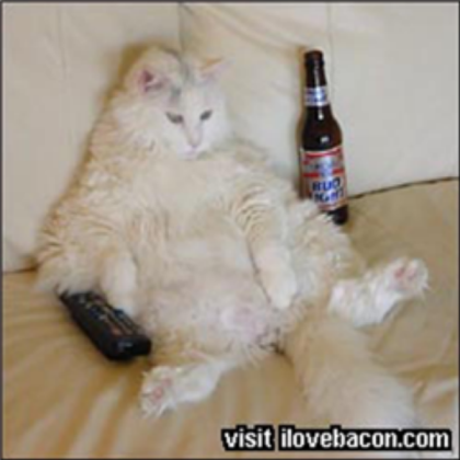 Lazy cat Roblox decal