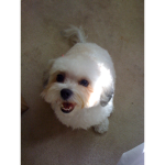 Welcome to the cute puppys