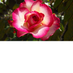 .~Roses~.
