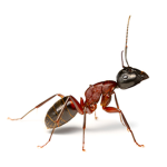 The Ants Are Here