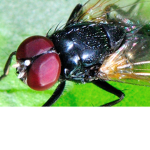 Flys Group