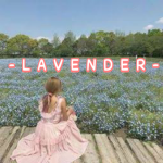 -l a v e n d e r-