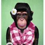 Baboon Cult