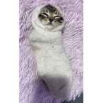 SniperKittens