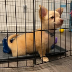 doggo shall rule