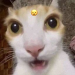 The iconic cat group