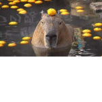 Capybara Fans Hub