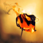 burnt roses