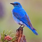 hello birds hello