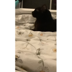 Storm the cat