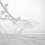 ‘telepathy