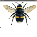 Buzzy fellas