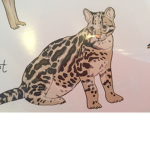 Ocelot studios
