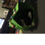 …ninja…the…cat