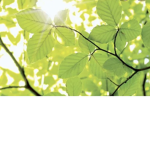Leaf squads