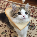 snacc cult