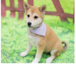 Shibo Land