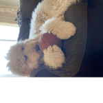 My golden doodle