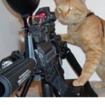 Nitro's group of cats