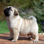 pug play room