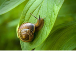 the snail riders
