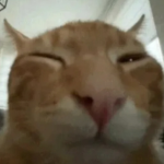 WE ARE ABOUT CATS WE LOVE THEM
