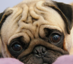 LilPug Secret Fan Group