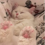 baby cat cat