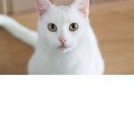 Queen_snowy