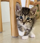My Cat Eats Carnations Group Thumbnail
