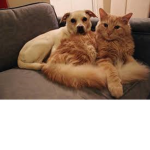 The Epic Doge Sqaud