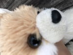 Doges of the coffe