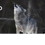 Hi welcome to the wolf squad