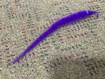 Purple wormy cult!!