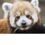 RED PANDA FAN GROUP!!!