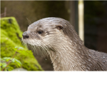 Otter Fan group