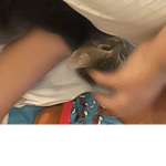 Group name kittyprofilepic
