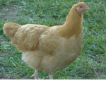 chickens r life