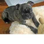 TJ the dog