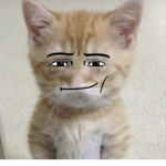 Roblox begging cat