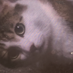 Oeushdhdbdhdhe